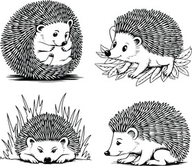 Bold black and white hand-drawn illustrations of 4 cute hedgehogs doodling rolling into balls, scurrying through leaves, resting under bushes, and sniffing around, isolated on white.
