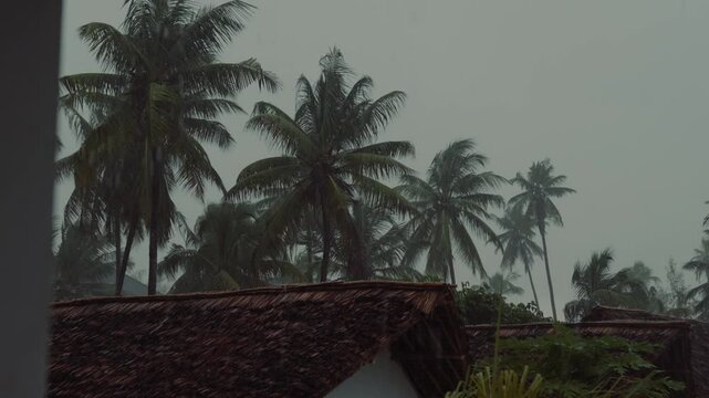 Tropical rainstorm with palm trees in a forest, monsoon season