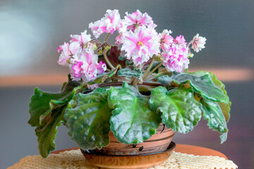 A blooming decorative indoor violet of a rich pink color.