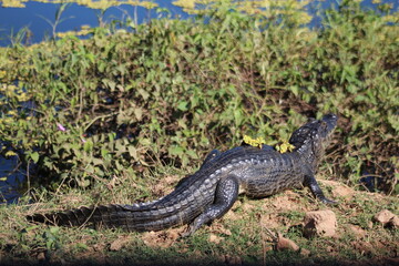 jacaré no pantanal em poconé, mato grosso 