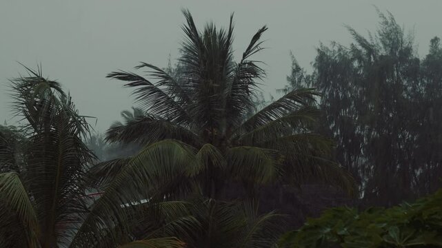Tropical rainstorm with palm trees in a forest, monsoon season