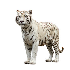 Obraz premium white tiger isolated on white background png