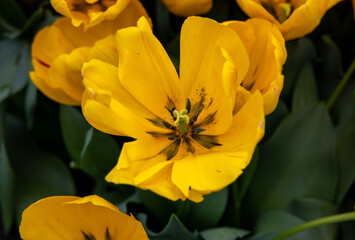Yellow Tulip called Chongming of Love. Darwin hybrid group. Tulips are divided into groups that are...