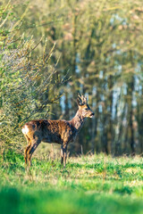 Ein Rehbock in der freien Natur