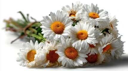 Fototapeta premium a beautiful bouquet of fresh daisies on a white isolated background, simple and bright design