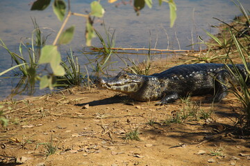 jacaré do pantanal, foto tirada na rodovia transpantaneira em poconé, mato grosso 