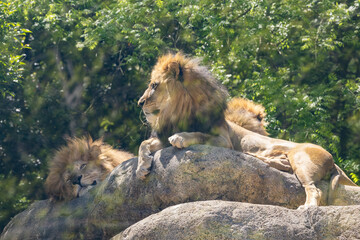 An African Male Lion seen here at the zoo. Weighing up to 550 pounds male lions are carnivorous predators, are larger than female lions, and grow a large mane. Lions form prides and protect territory.