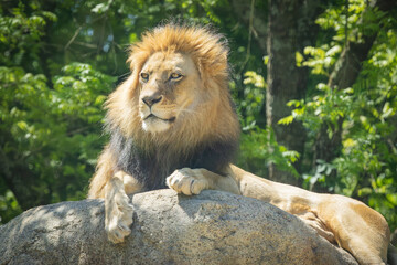 An African Male Lion seen here at the zoo. Weighing up to 550 pounds male lions are carnivorous predators, are larger than female lions, and grow a large mane. Lions form prides and protect territory.
