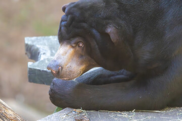 The Malayan Sun Bear perched high at the zoo. An arboreal bear that forages for insects and small animals inside logs. The smallest species of bear at risk due to poaching and palm oil production.
