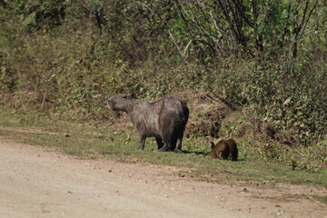 capivara com filhotes no pantanal