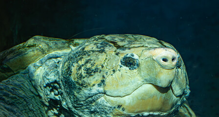 Alligator Snapping Turtle can live up to 70 years in the wild and is native to the Southeast and midwest United States. An aquatic animal that lives in ponds and more defensive than aggressive.