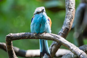 The Racket-tailed Roller sitting on a branch at a zoo aviary. A forest woodland bird that hunts insects and ranges widely throughout South-east Africa.