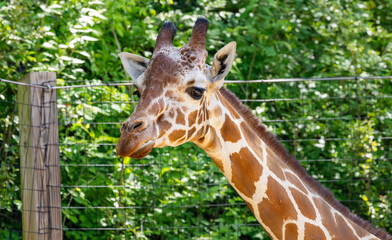 The West African Giraffe seen here at the zoo is the tallest land animal in the world and can weigh up to 600 pounds. It is a ruminant that eats acacia leaves and only sleeps a few minutes every day.