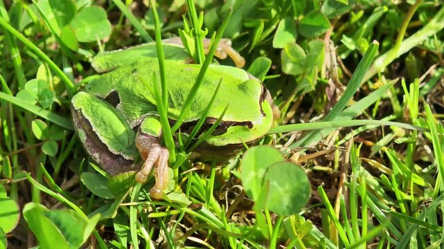 European tree frog resting peacefully in green grass