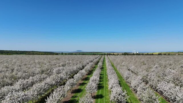 Melnik, Czech Republic - April 27, 2025 - Aerial view of Cherry blossom orchard during sunny springtime