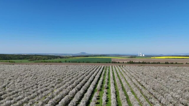 Melnik, Czech Republic - April 27, 2025 - Aerial view of Cherry blossom orchard during sunny springtime