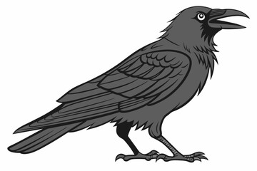 crow on white background