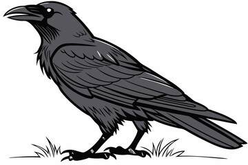 crow on a white background