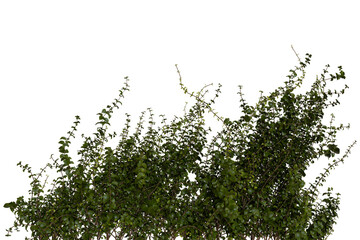 Lush green shrubbery, dense foliage