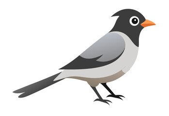 black crow on white background