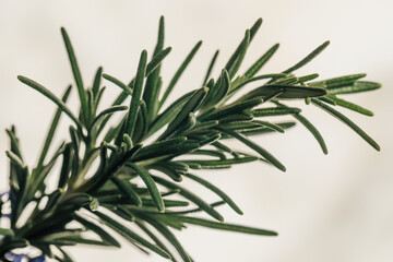 rosemary on white background