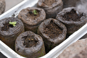 pellets para germinación