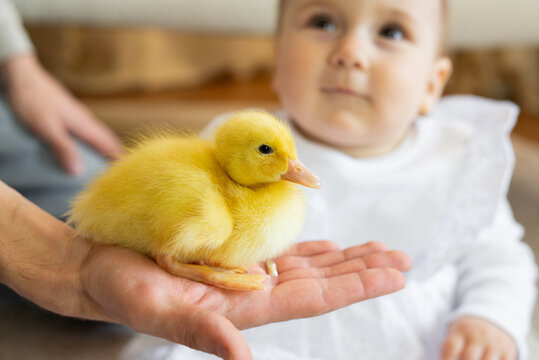 Adorable yellow fluffy duckling on the fathers hand, on the background baby girl in white dress sitting in a bright room. Soft natural light, cozy atmosphere,  family time