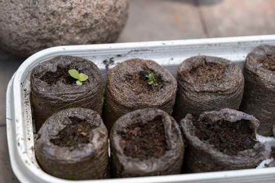 maceta de turba para germinar con brotes