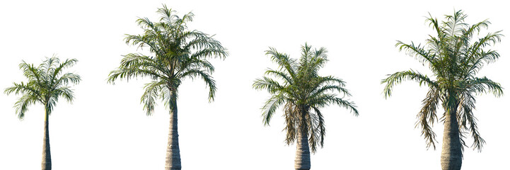 Obraz premium Set of Ravenea rivularis (the majestic palm, or majesty palm) frontal palms set isolated png on a transparent background perfectly cutout