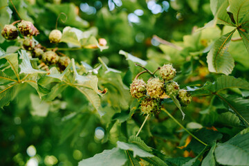 Green Tree Branch With Natural Growth and Fresh Leaves
