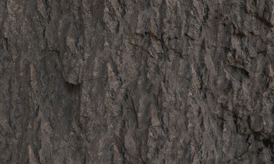 Close-up view of rough, textured bark
