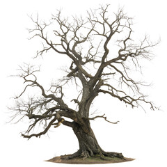 vector tree silhouette Isolated on transparent background