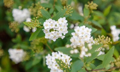 A bunch of white flowers with green leaves