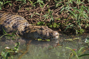 jacaré-do-papo amarelo dentro de rio 