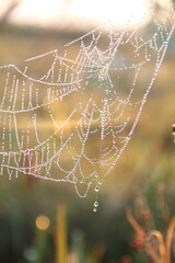 teia de aranha com gotas de orvalho fotografada ao amanhecer 