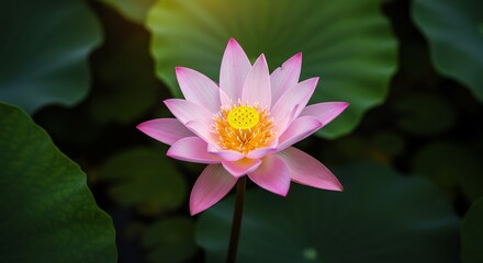 Pink Water Lily Flower Blooming with Green Leaf Background