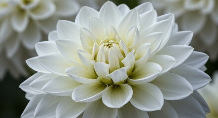 Blooming White Flower Close-up with Soft Petals