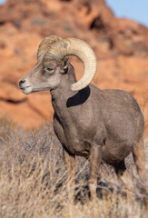 Desert Bighorn Sheep Ram in the Nevada Desert in Winter
