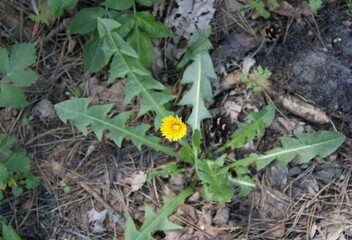 yellow flower in the forest