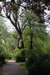 footpath in the woods