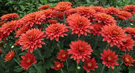 Blooming Orange Flowers in Garden Displaying Vibrant Color