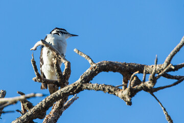 Downey woodpecker in a tree