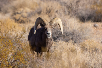 Desert Bighorn Sheep Ram in the Nevada Desert in Winter