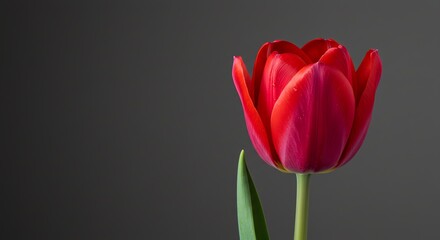 Obraz premium Red Tulip Blossom Blooming Against Gray Background
