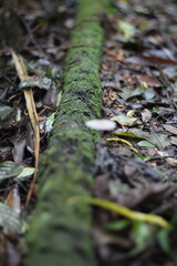 fungo crescendo no chão de floresta na mata atlântica