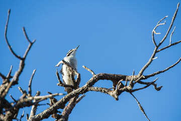 Downey woodpecker in a tree