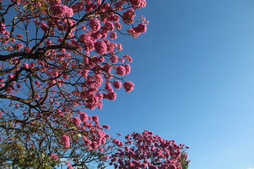 ip:ê rosa florido em brasília, distrito federal 