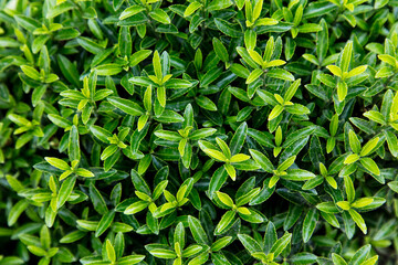 A close up of green leaves on a bush