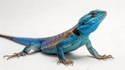 Blue Belly Lizard on studio background