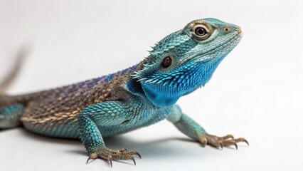 Fototapeta premium Blue Belly Lizard on studio background